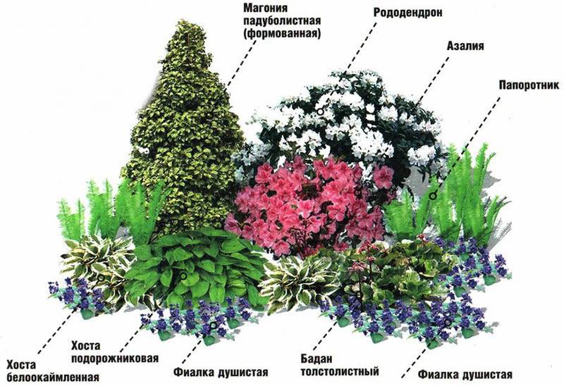 Миксбордер с гортензией метельчатой схема