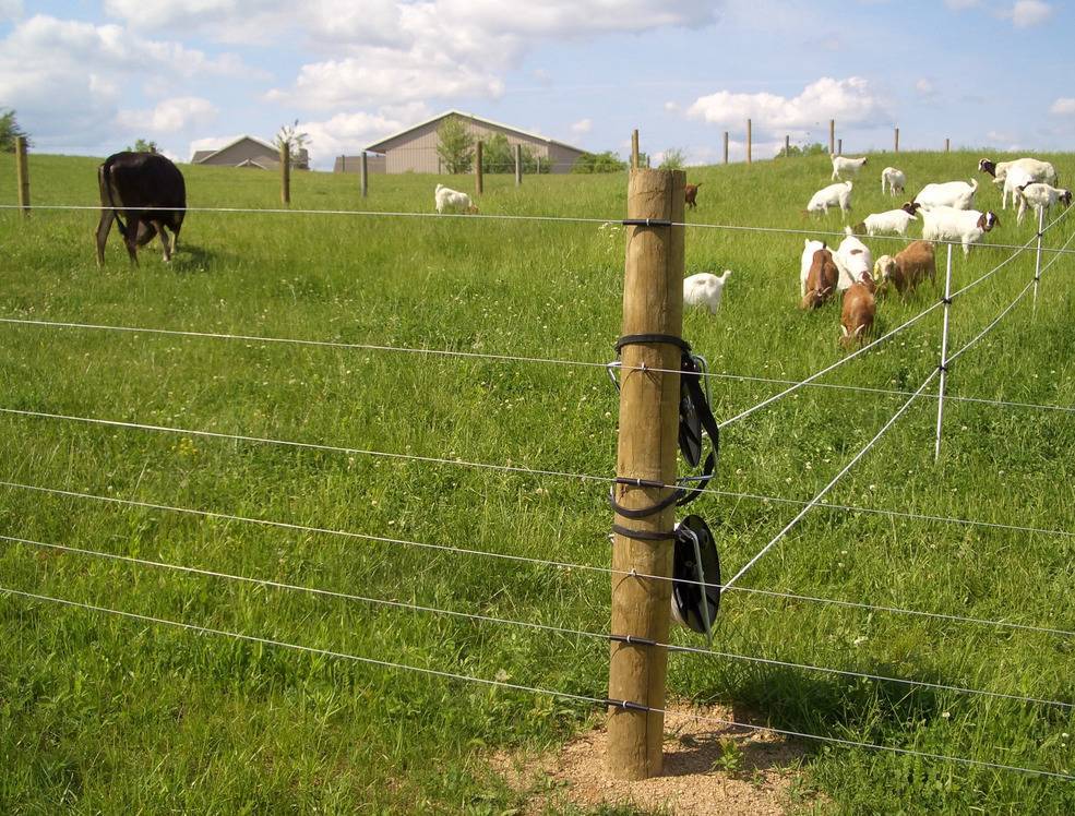 Электропастух для коров (крс), овец и других животных - выбор, отзывы, установка