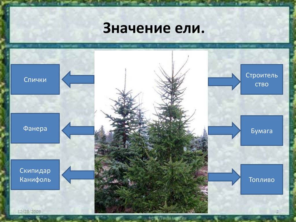 Как выбрать искусственную елку