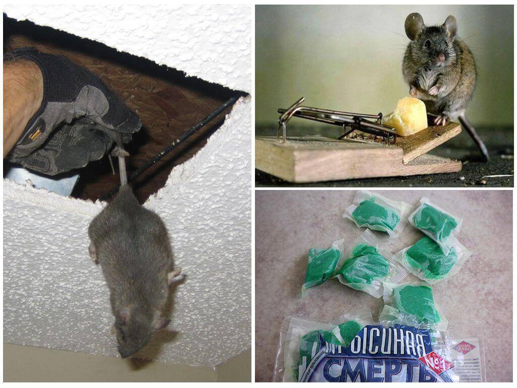 Как навсегда избавиться от мышей и вытравить их из дома