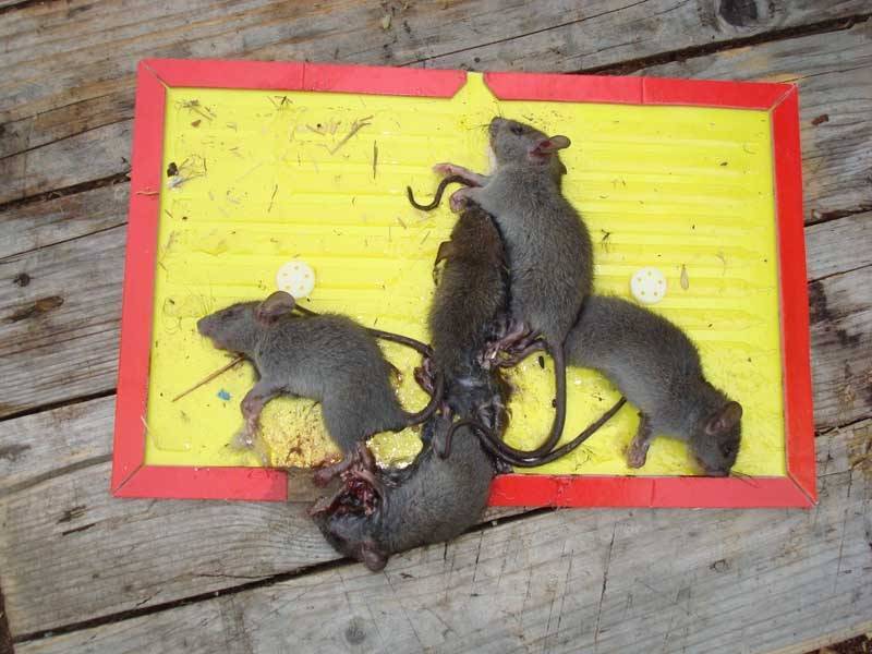 Пошаговая инструкция как избавиться от мышей и крыс в погребе, что грызут картошку