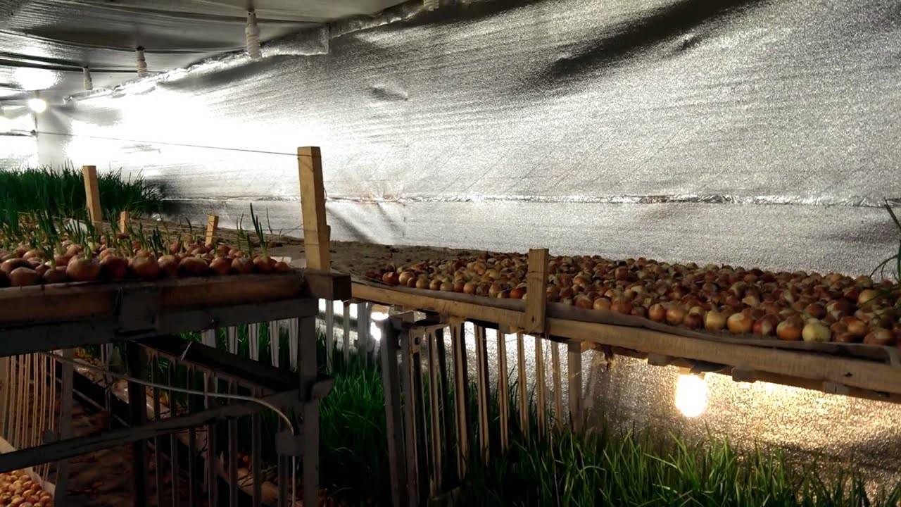 Бизнес план по выращиванию лука в подвале