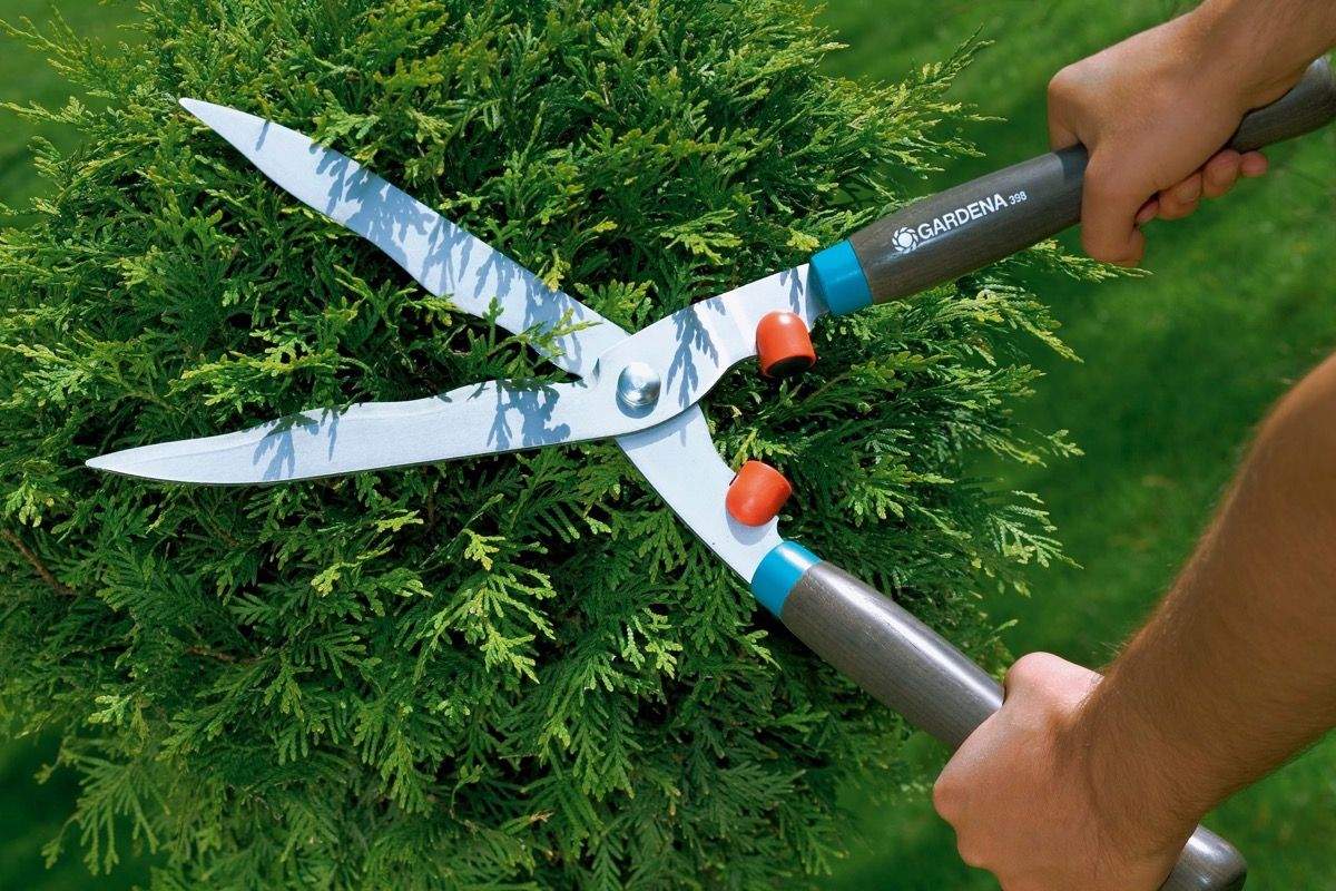 Ножницы для стрижки кустов: электрические садовые ножницы для обрезки кустарников