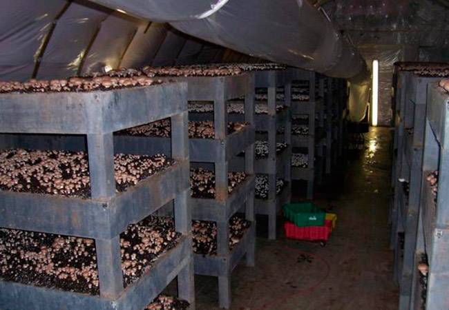 Выращивание грибов в гараже — особенности и правила ухода
