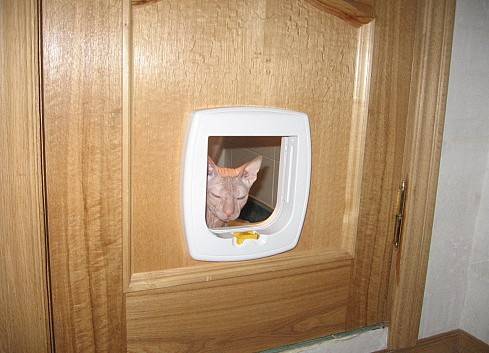 Дверь для кошки: виды и их изготовление