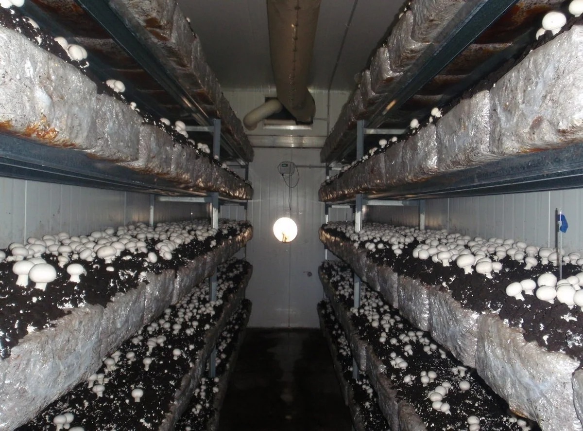 Подготовка помещения для выращивания грибов