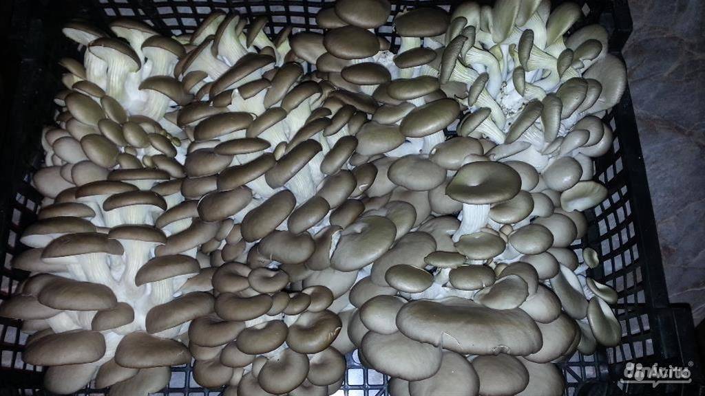 Как вырастить вкусные и полезные грибы в гараже