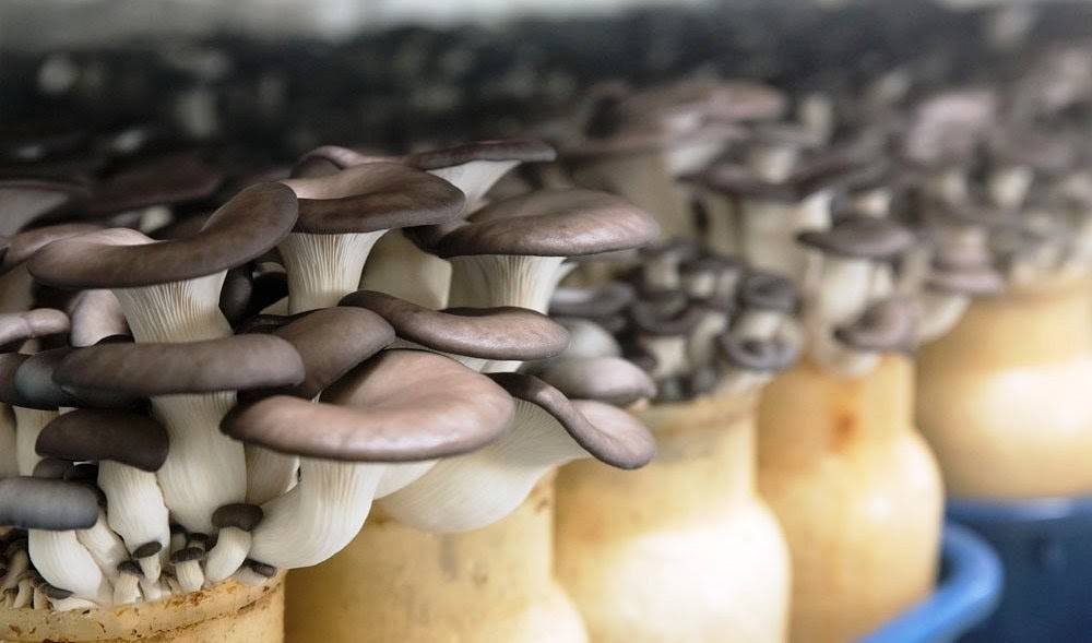 Выращивание грибов в гараже бизнес план