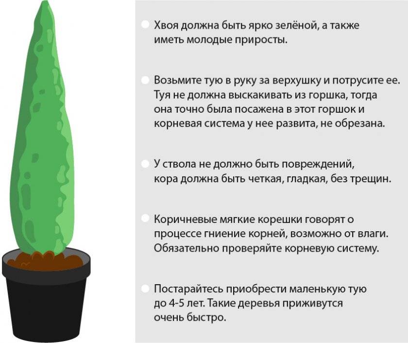 Дерево туя: как посадить, уход в открытом грунте, виды и сорта, описание