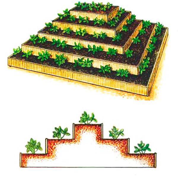 Выращивание клубники в пирамидах