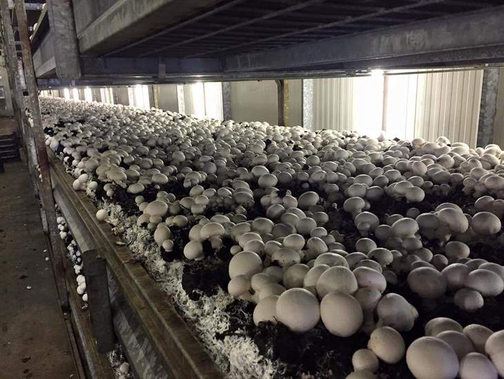 Бизнес - выращивание грибов (вешенок и шампиньонов) - технология в домашних условиях