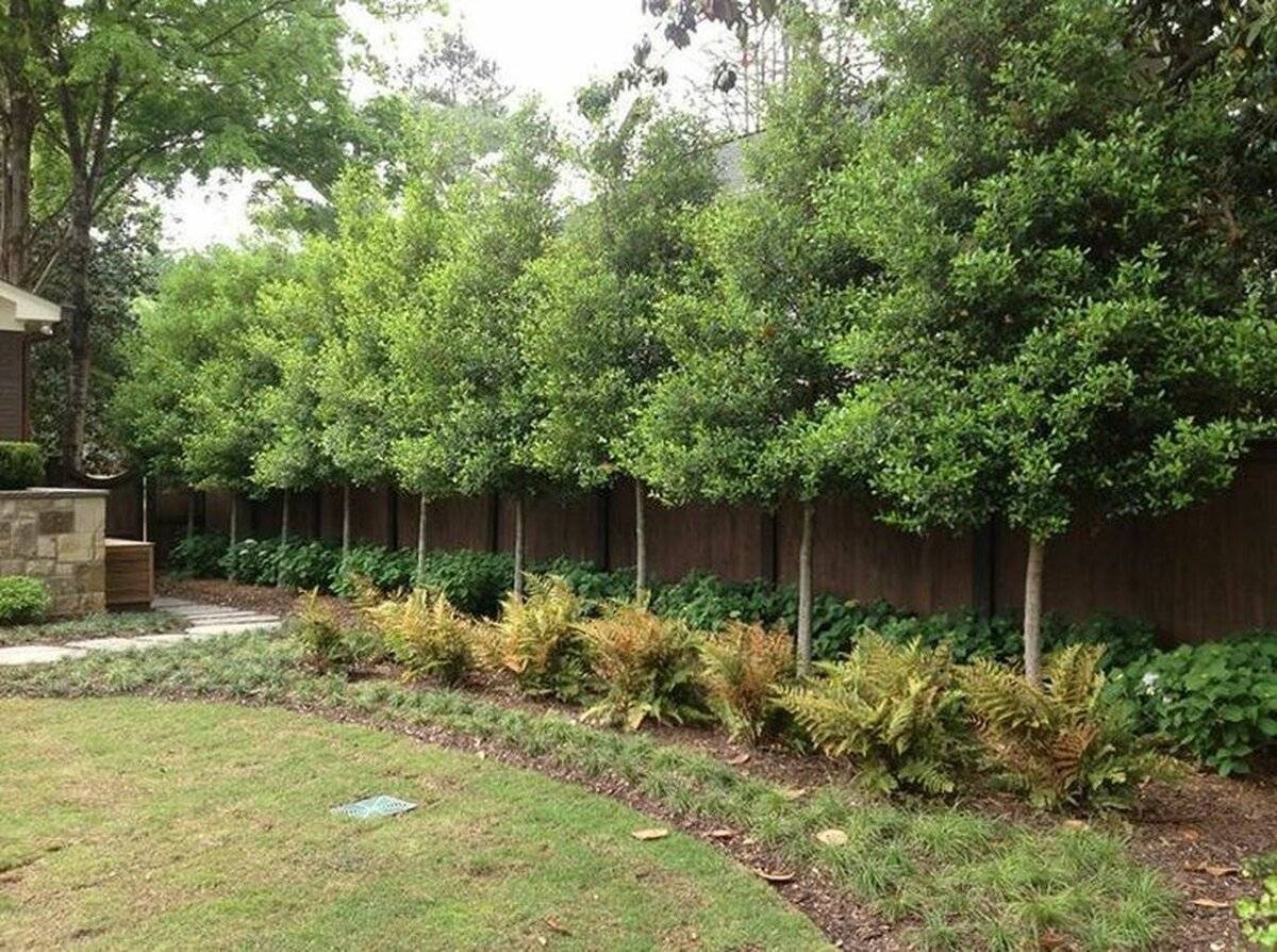 Какие деревья посадить вдоль забора, чтобы закрыться от соседей: для этой цели у дачников есть несколько подходов, чтобы было красиво и полезно