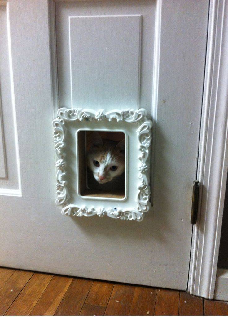 Обустройство двери для кошки в туалет