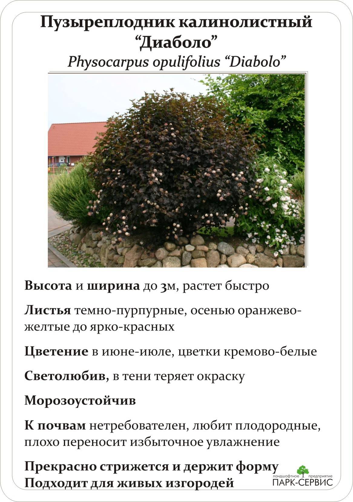 Пузыреплодник: посадка и уход в открытом грунте, виды и сорта, фото