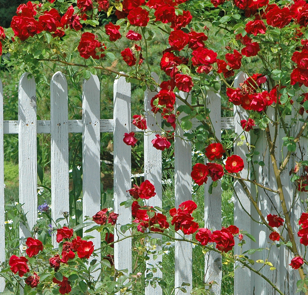 Плетущиеся розы для сада многолетние фото