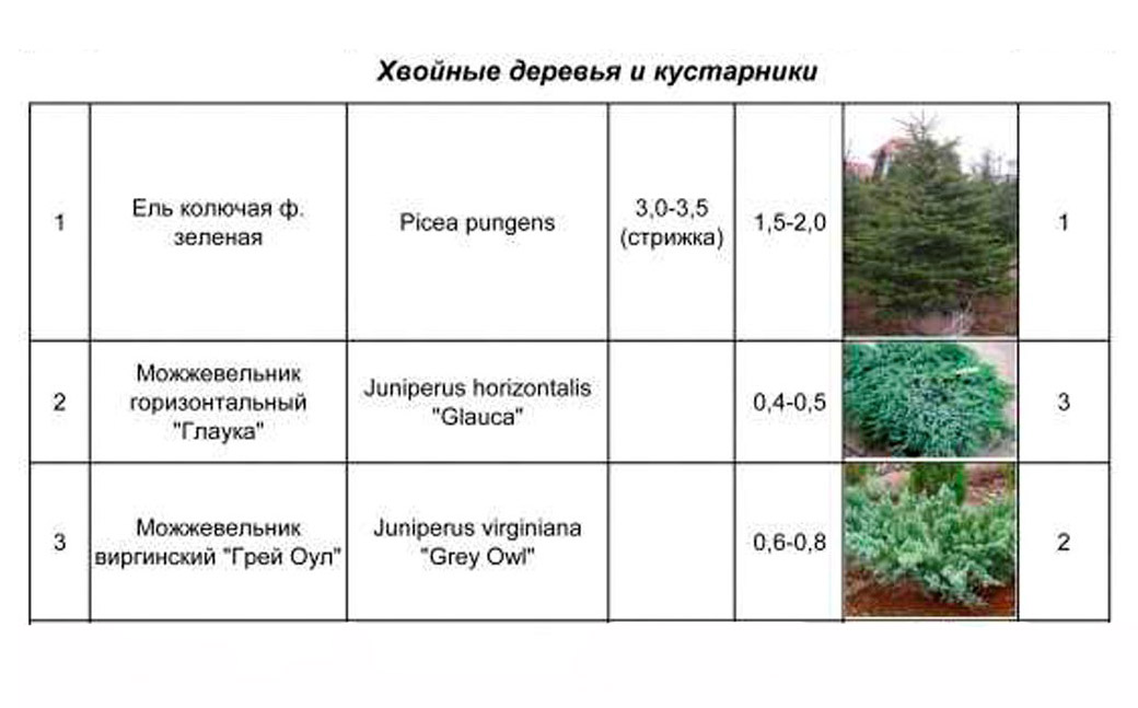 Как сажается живая изгородь из можжевельника и все секреты выращивания