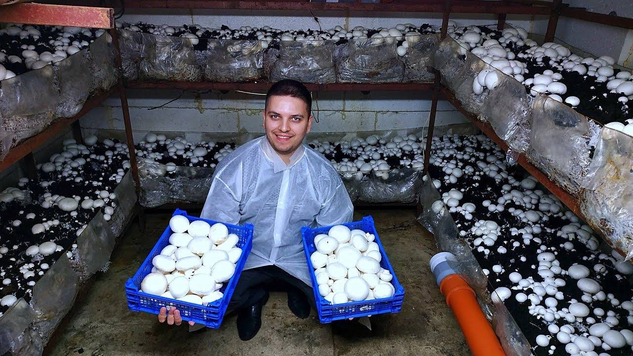 Выращивание грибов в домашних условиях для новичков - советы и технологии