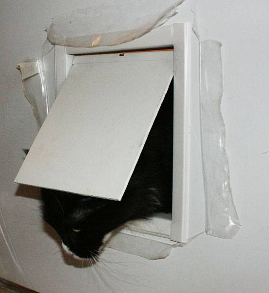 Дверца для кошек в дверь — как сделать своими руками