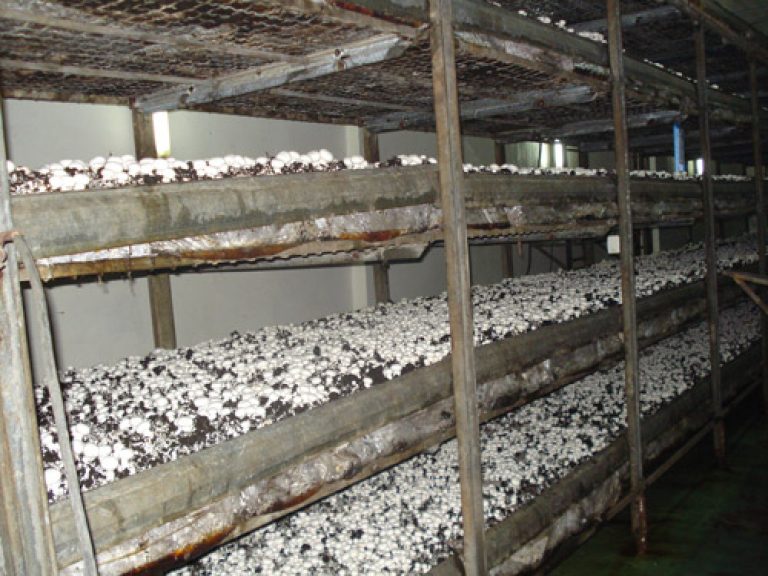 Какие грибы можно выращивать в подвале