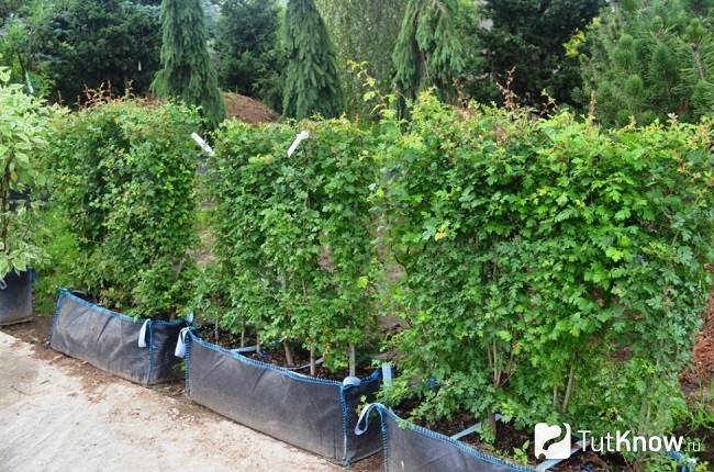 Живая изгородь из боярышника: как сделать зеленый забор своими руками - мы дачники