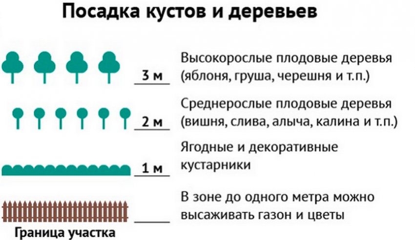 На каком расстоянии от забора можно сажать деревья: норма посадки по снип
