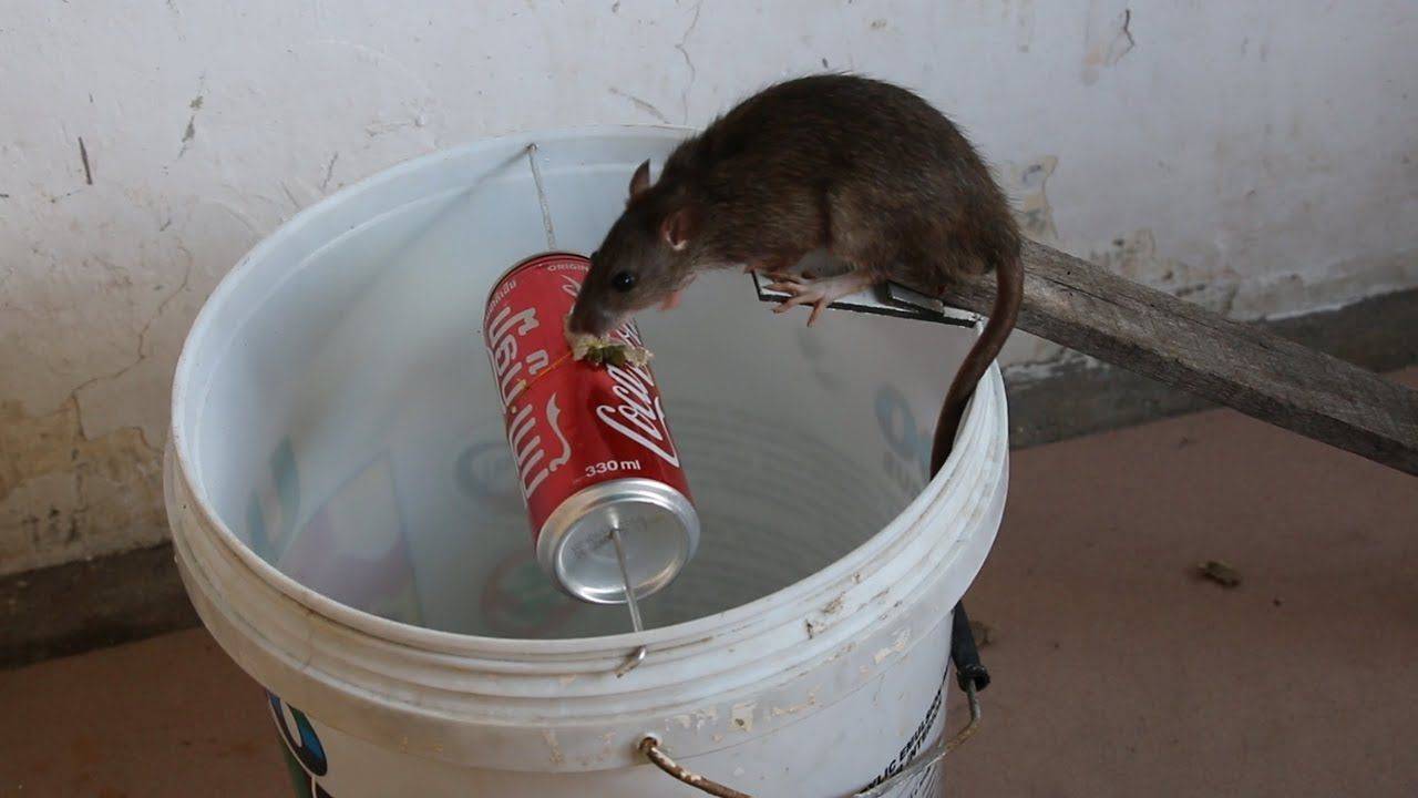 Можно ли крысам воду
