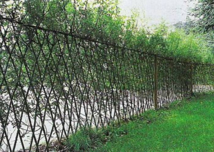 Живая изгородь из боярышника: как сделать зеленый забор своими руками