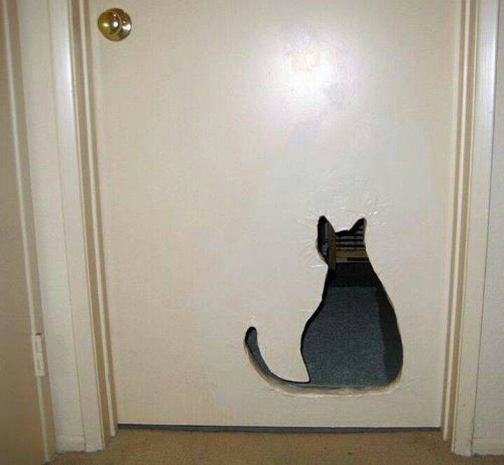 Как выбирать дверцу для кошки в дверь для туалета: можно ли сделать самому