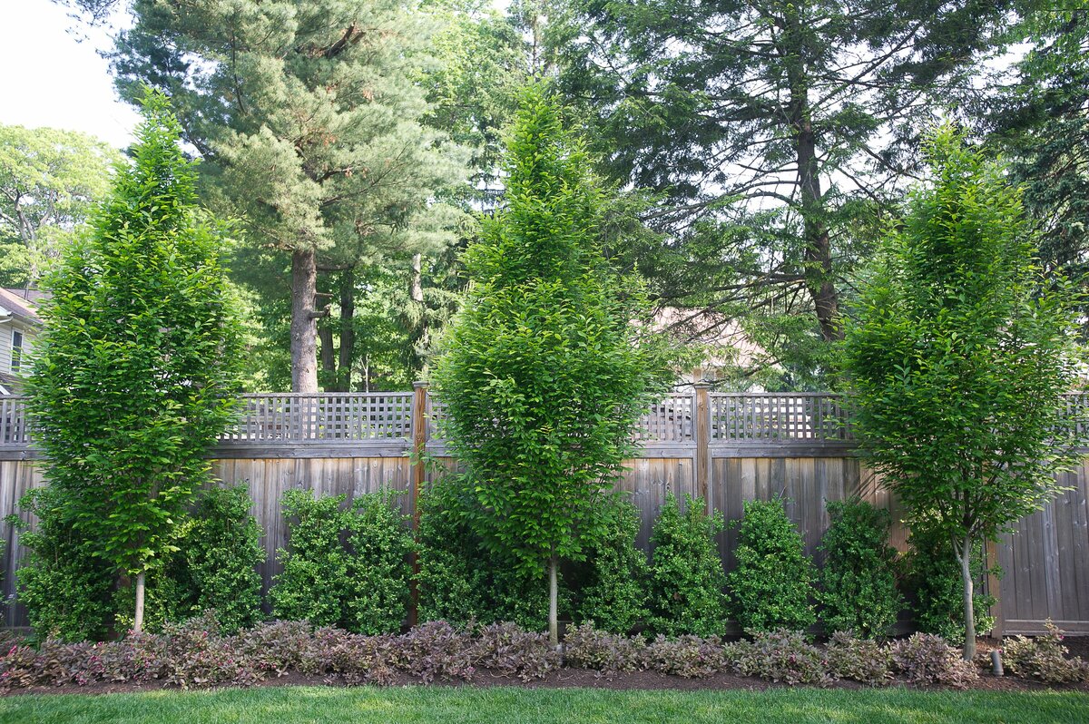 Что посадить вдоль забора на даче: деревья, кусты, растения, композиции на фото