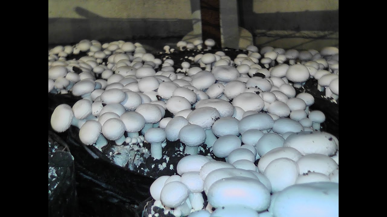 Правильное выращивание грибов в домашних условиях, способы и различные технологии + видео