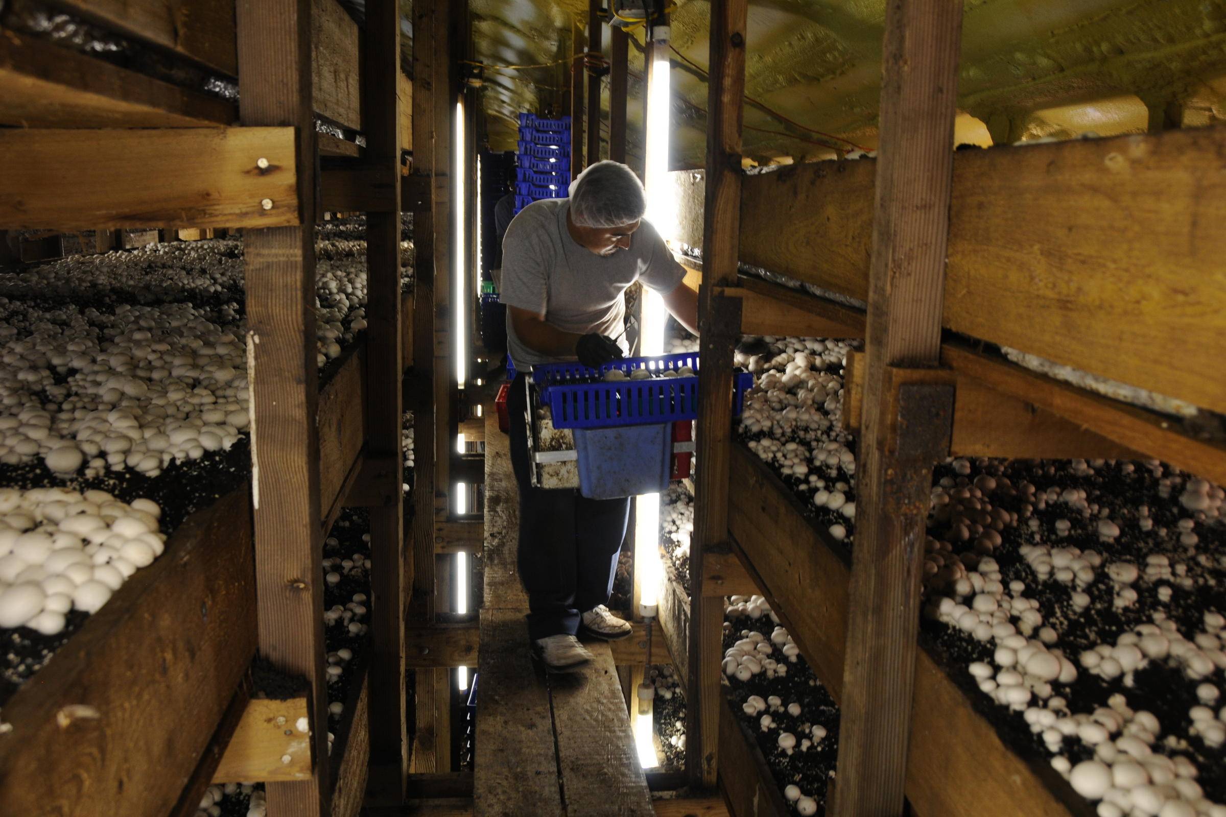 Выращивание грибов в подвале дома или гаража: какие грибы можно и как выращивать