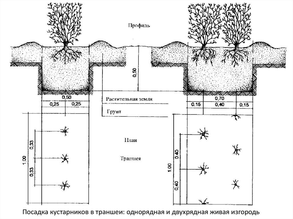 Ширина сада. Схема посадки кустарников в живую изгородь. Кизильник Живая изгородь схема посадки. Живая изгородь из кизильника блестящего схема посадки. Изгородь из кизильника схема посадки.