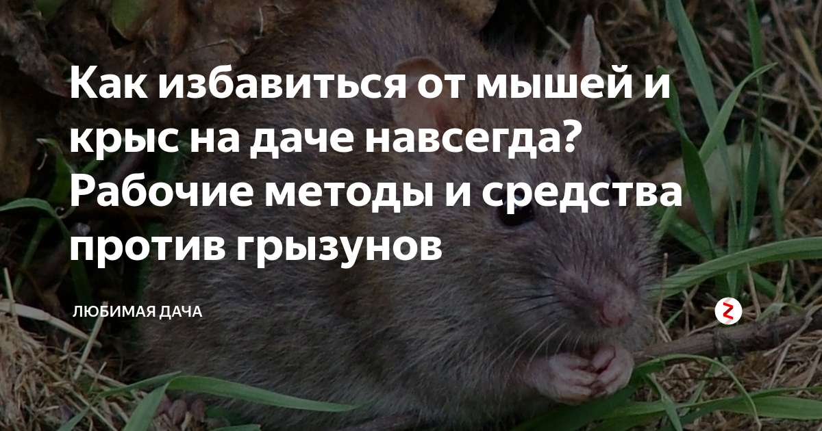 Откуда берутся крысы под капотом автомобиля, как от них избавиться? как вывести мышей из машины