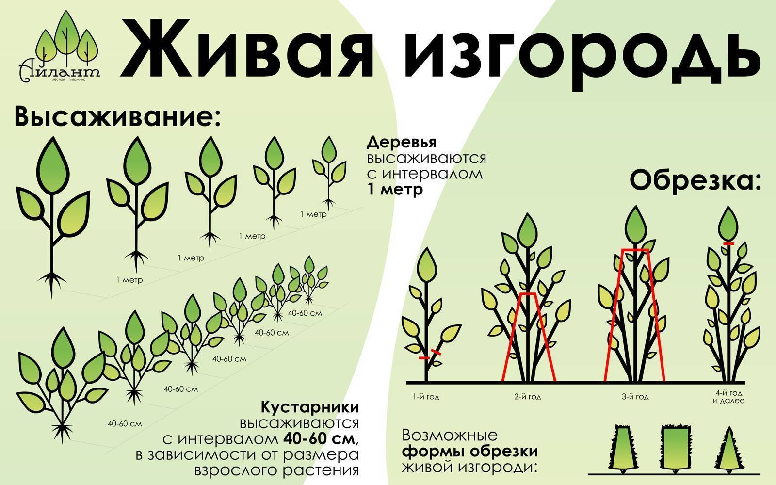 Выбор растений для живой изгороди: деревья и кустарники, быстрорастущие и многолетние