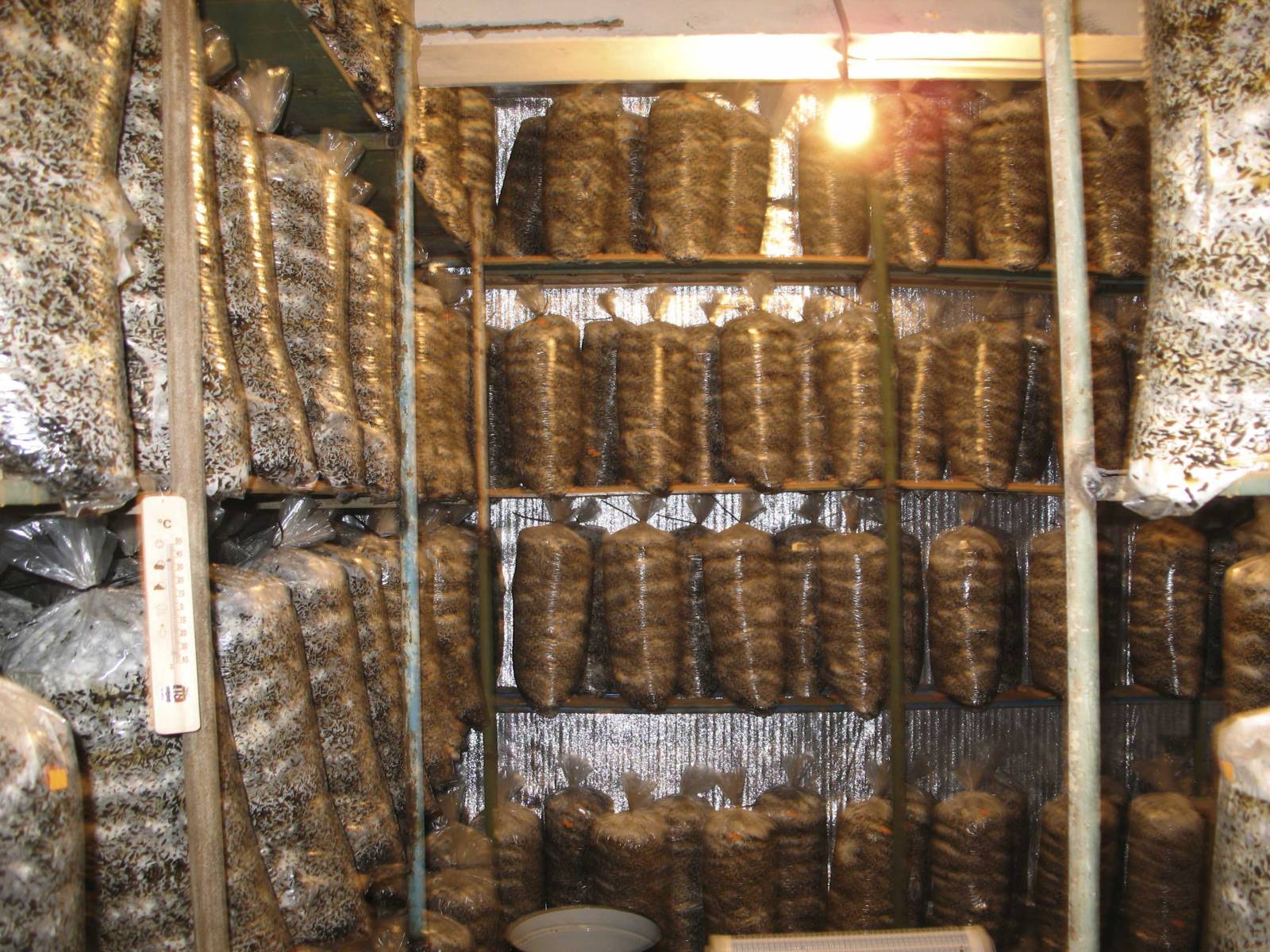 Выращивание грибов в гараже бизнес план