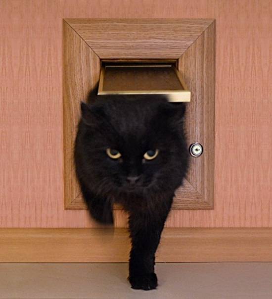 Как своими руками сделать кошачий лаз в двери: советы по изготовлению и установке дверцы для кошки