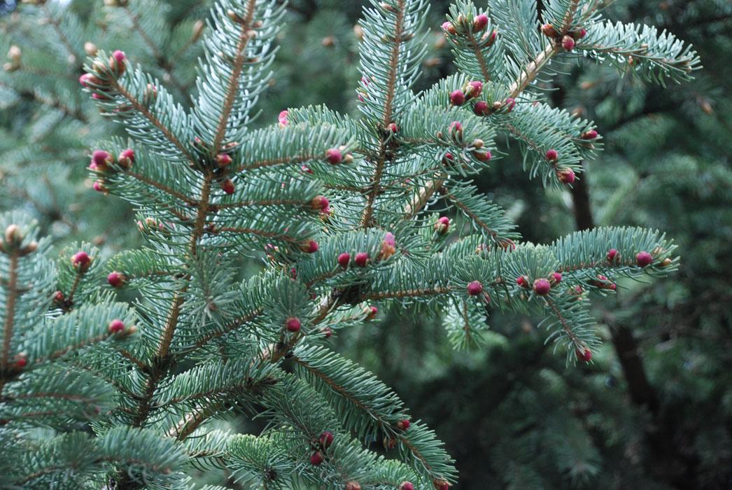 Покажи хвойные. Ель Сибирская Picea obovata. Ель Глаука Десембер. Picea canadensis. Ель финская Picea Fennica.