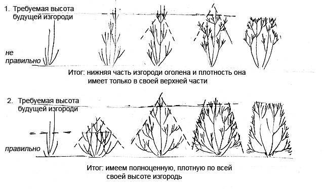 Растение аралия маньчжурская – выращивание, уход и применение
