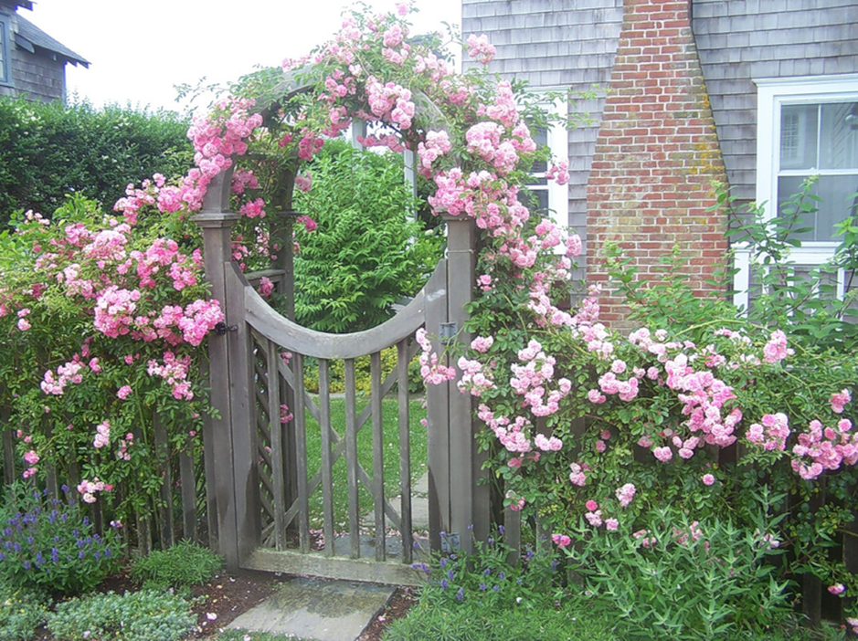 Плетистые розы на заборе из профнастила фото
