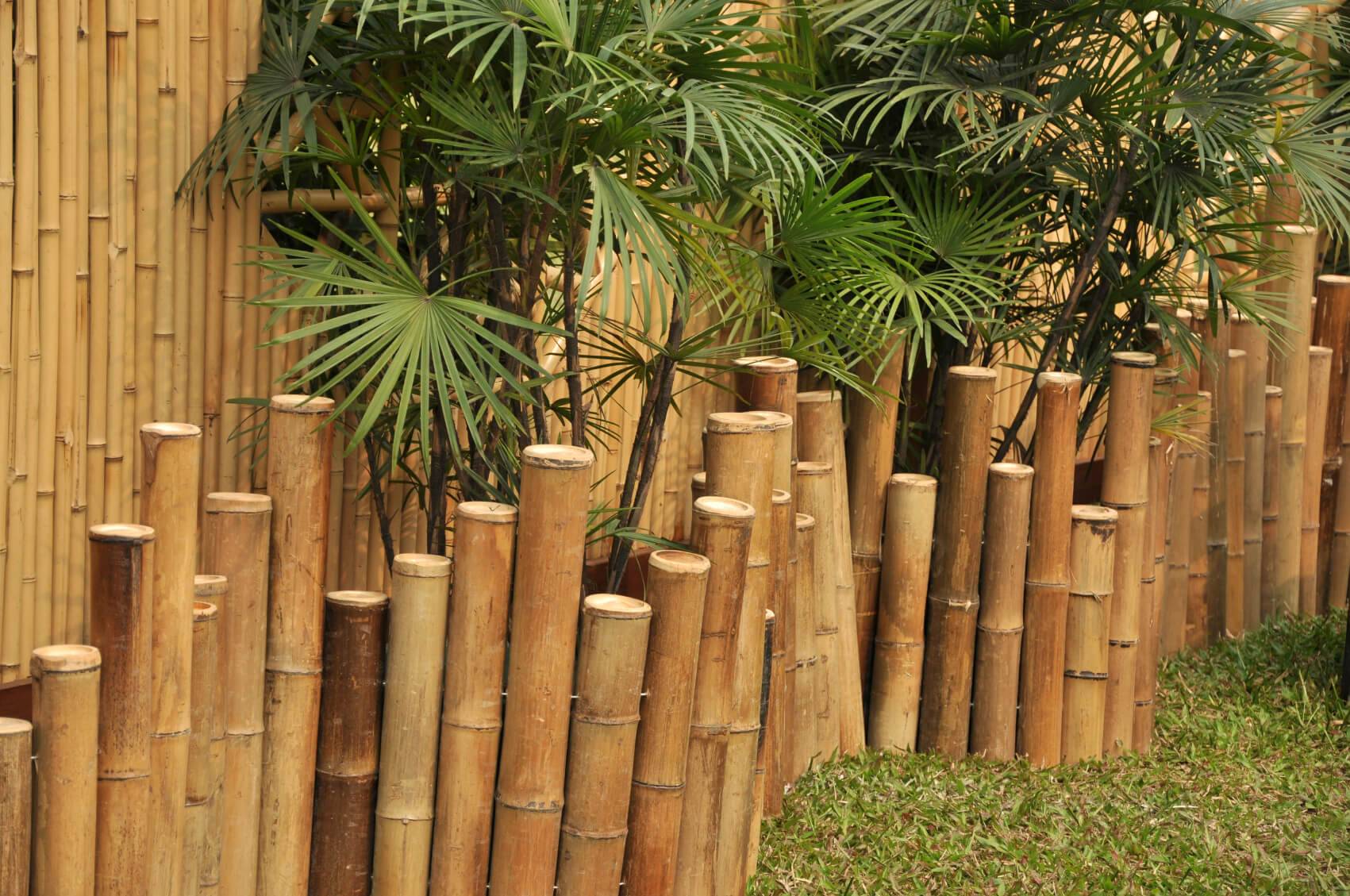 Декоративный бамбук на приусадебном участке