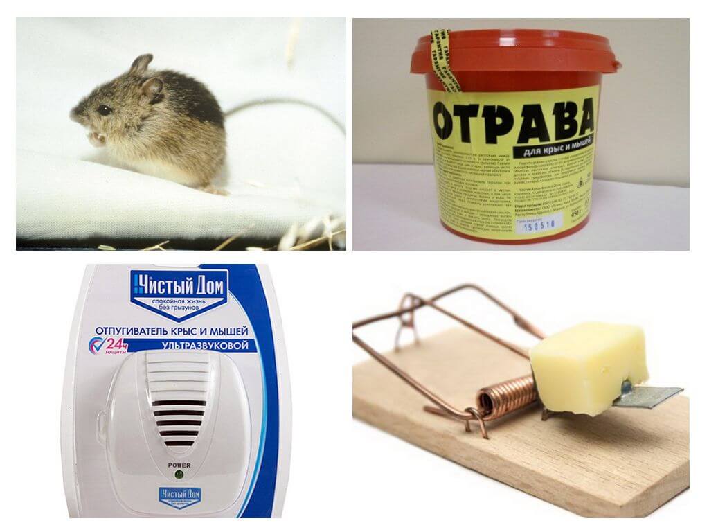 7 способов борьбы с мышами в частном доме