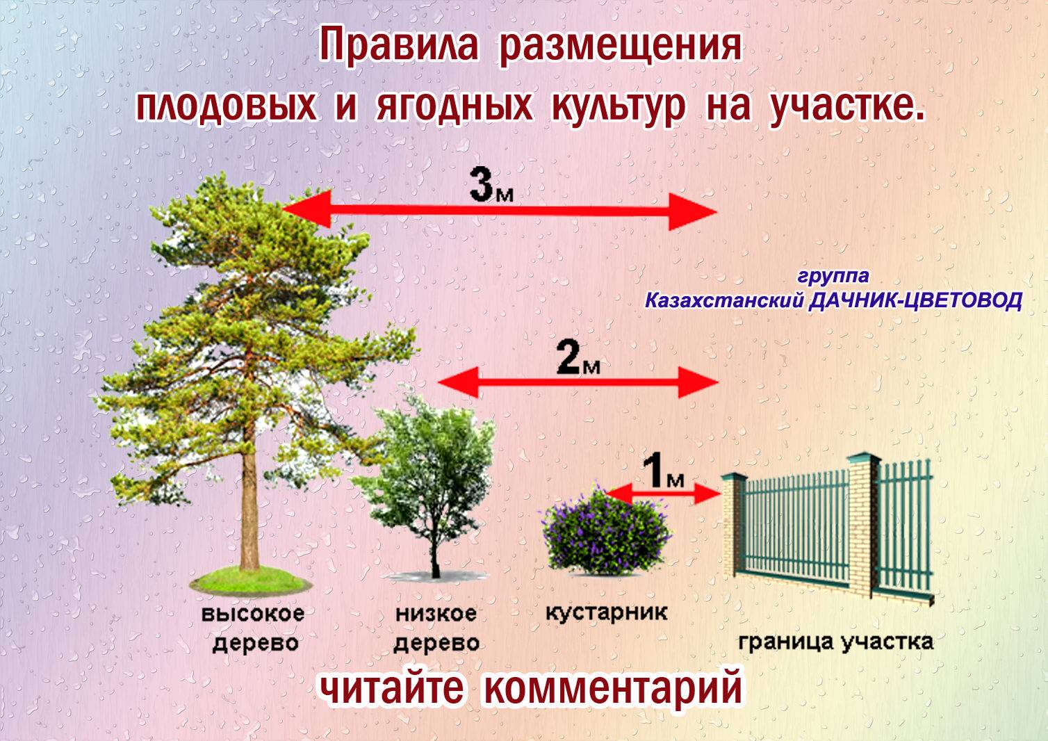 Расстояние до деревьев от забора: нормы посадки