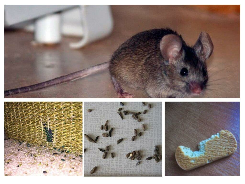 Как избавиться от мышей экологически чистыми методами